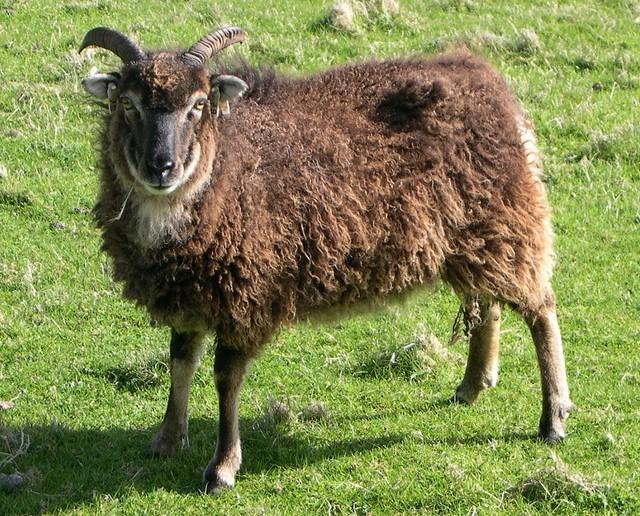 Mouton soay